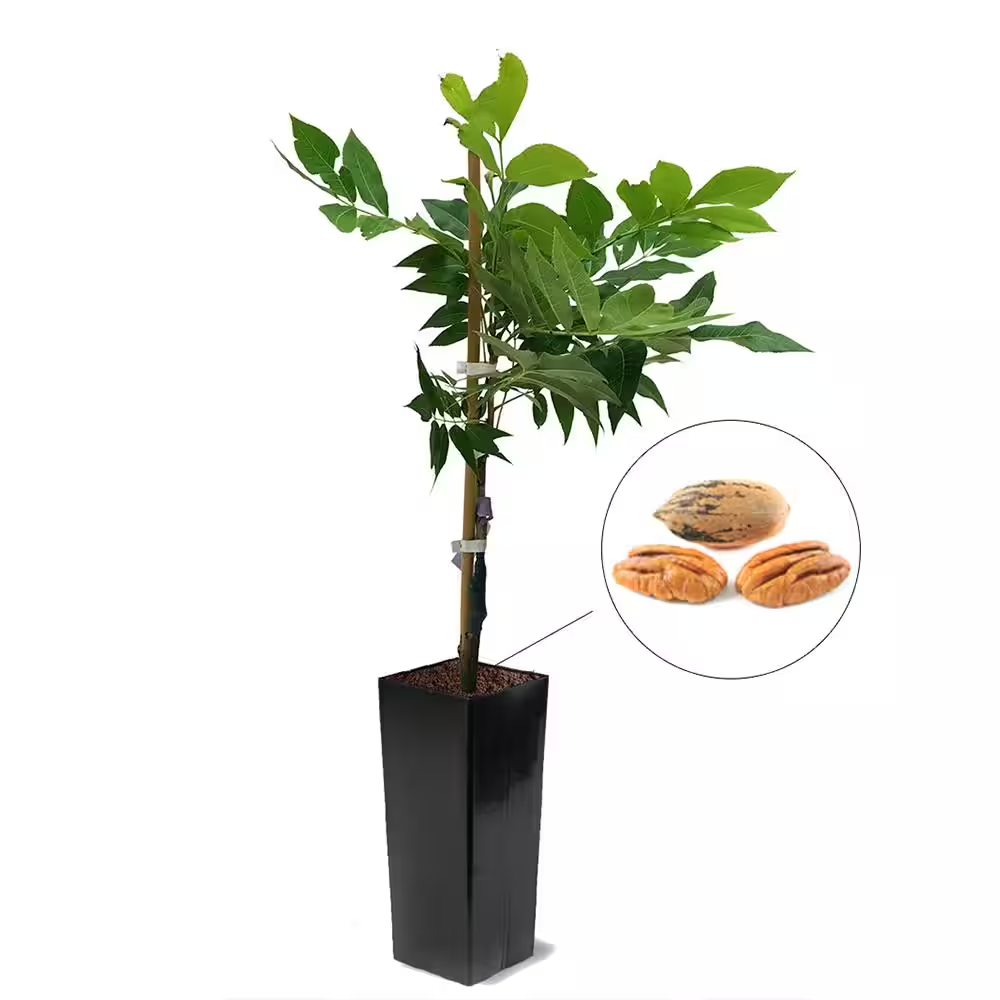 Pecan Tree (1-4inch size) | potted plant | Naturally sprouted pecan tree image 0