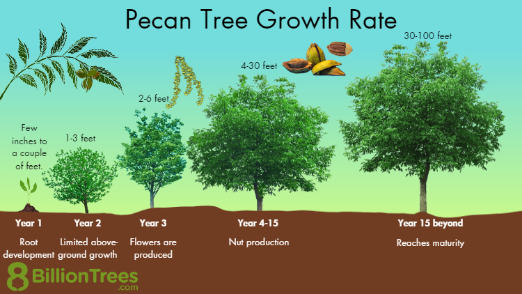 Pecan Tree (1-4inch size) | potted plant | Naturally sprouted pecan tree image 8