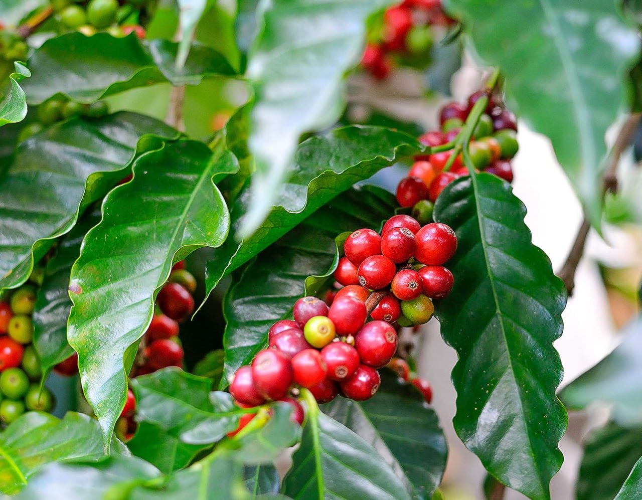 Tropical Coffee tree โ๏ธ๐ณ| Variety: Arabica | Size: 6-12 inch
