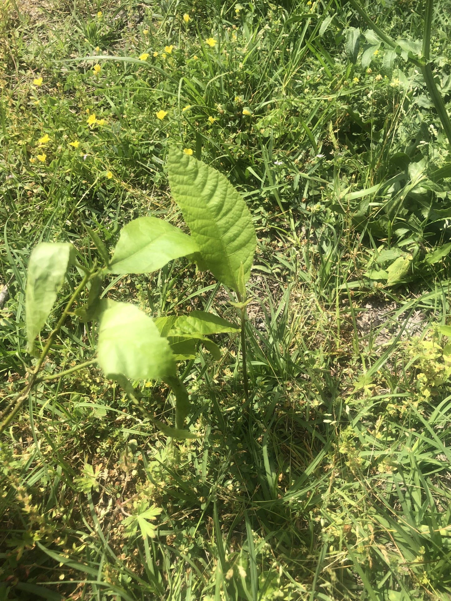 Pecan Tree (1-4inch size) | potted plant | Naturally sprouted pecan tree image 5