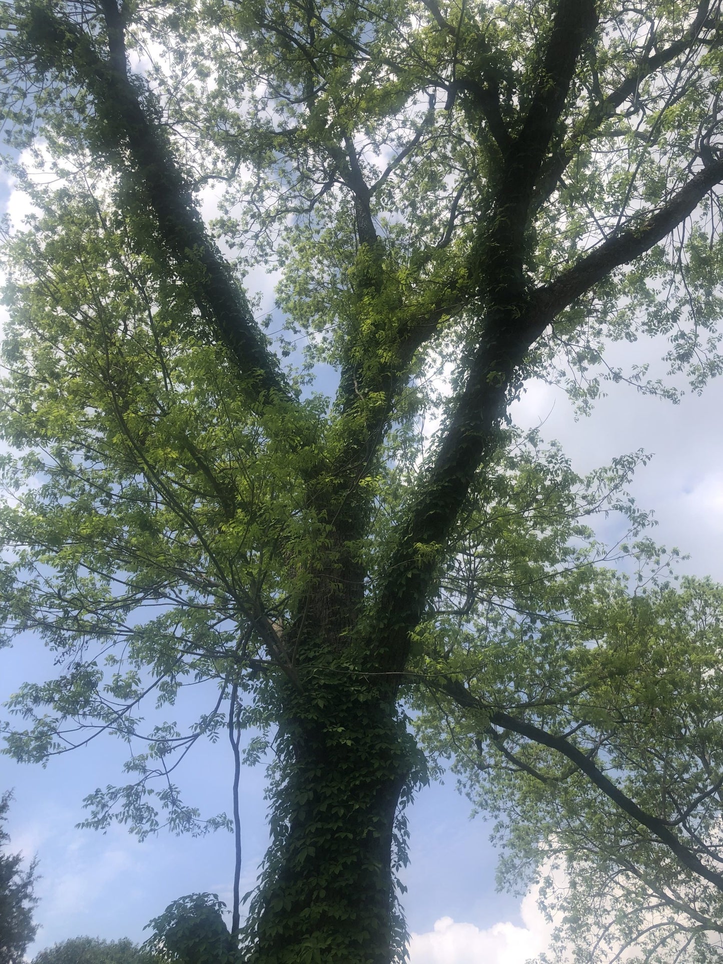 Pecan Tree (1-4inch size) | potted plant | Naturally sprouted pecan tree image 2