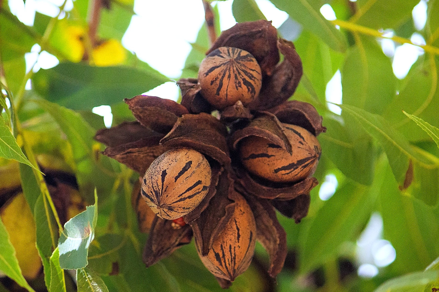 Pecan Tree (1-4inch size) | potted plant | Naturally sprouted pecan tree image 1
