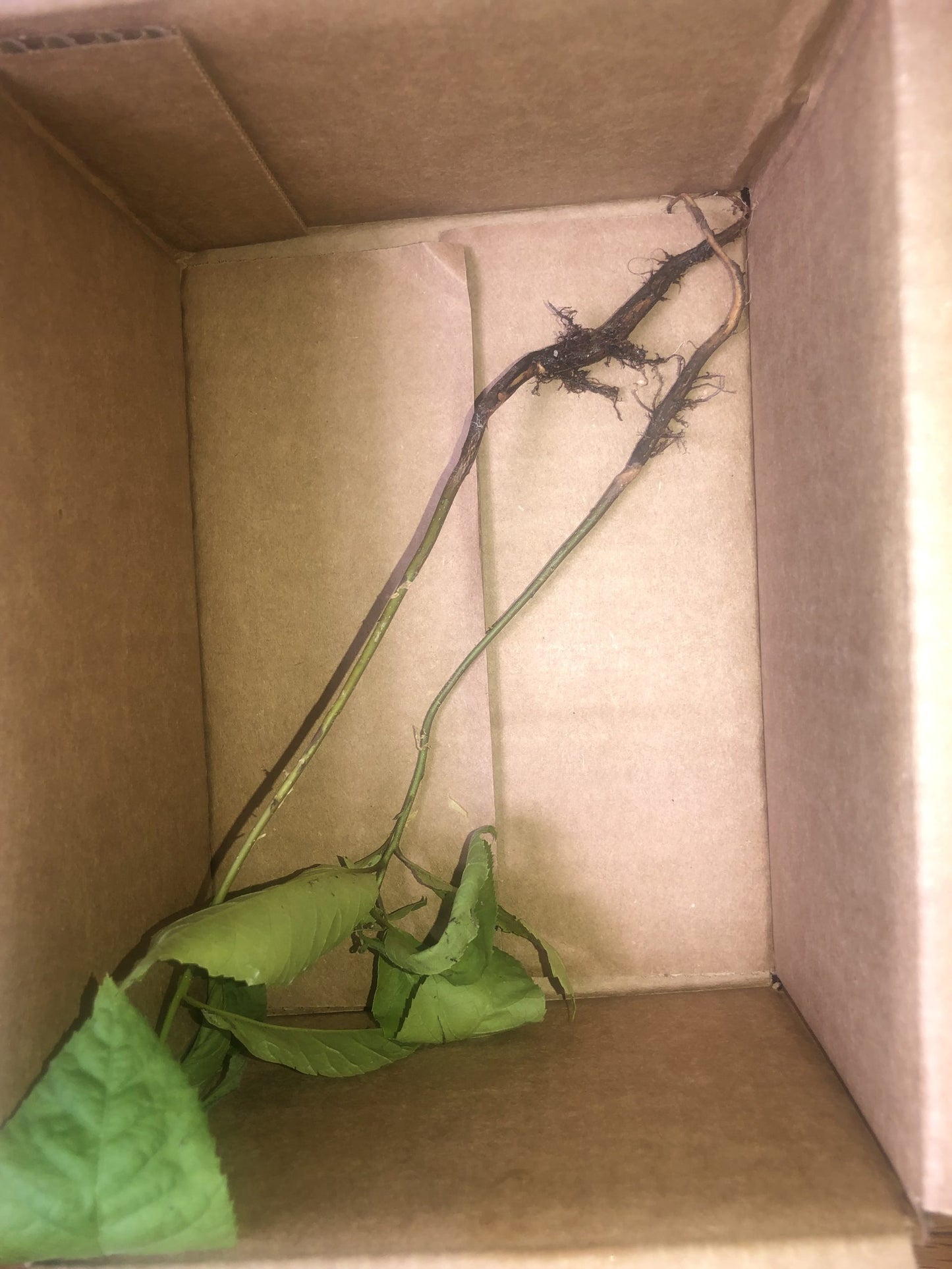 Pecan Tree (1-4inch size) | potted plant | Naturally sprouted pecan tree image 6