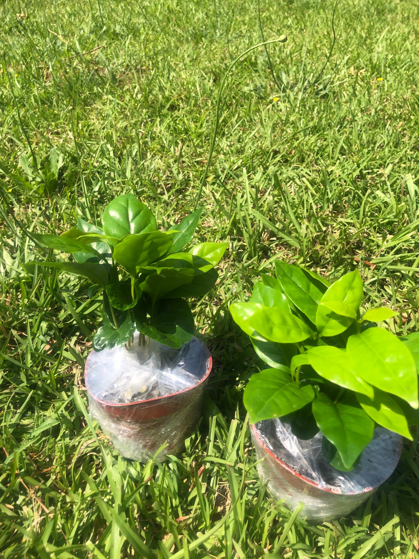 Tropical Coffee tree โ๏ธ๐ณ| Variety: Arabica | Size: 6-12 inch