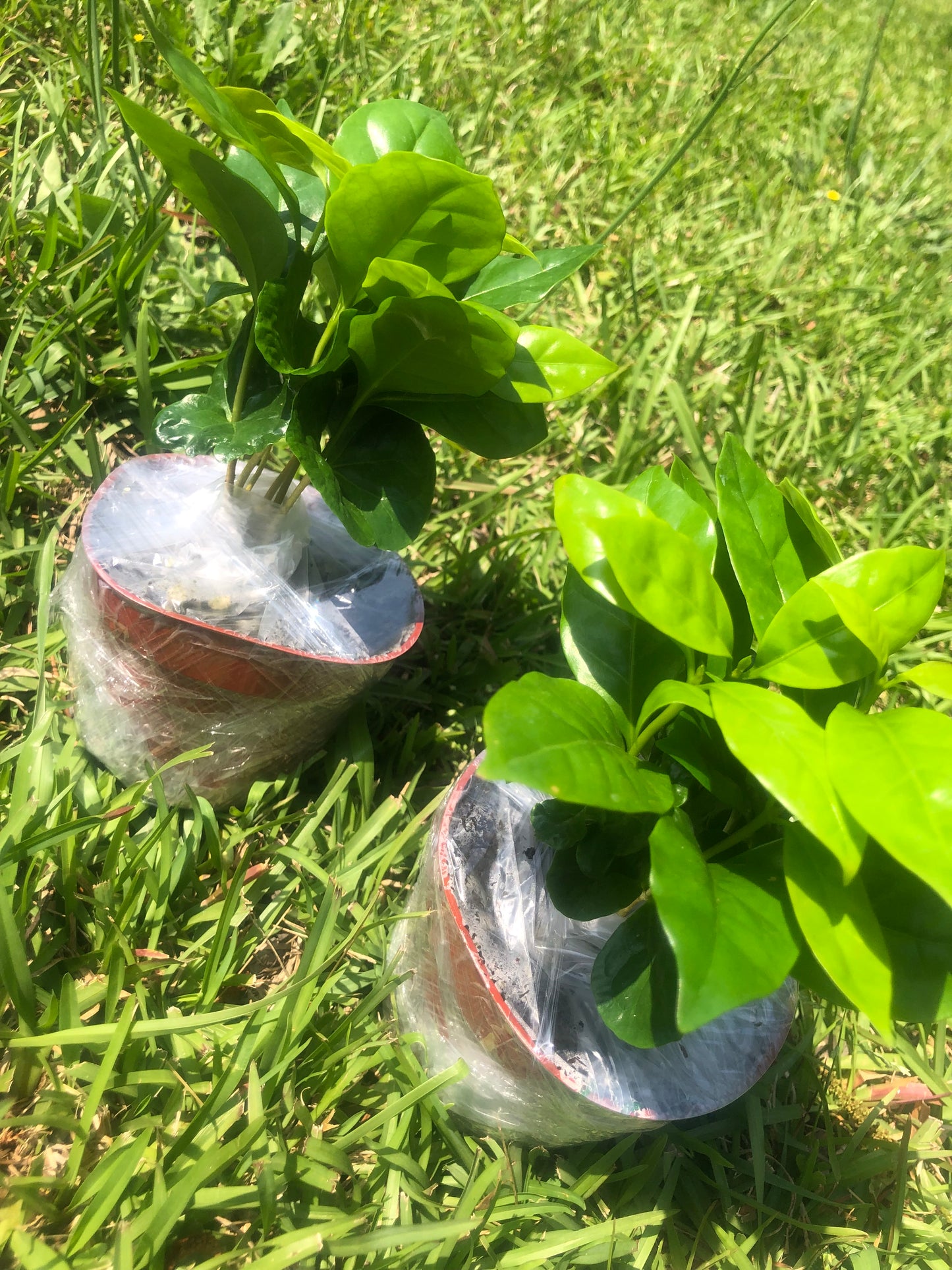 Tropical Coffee tree โ๏ธ๐ณ| Variety: Arabica | Size: 6-12 inch
