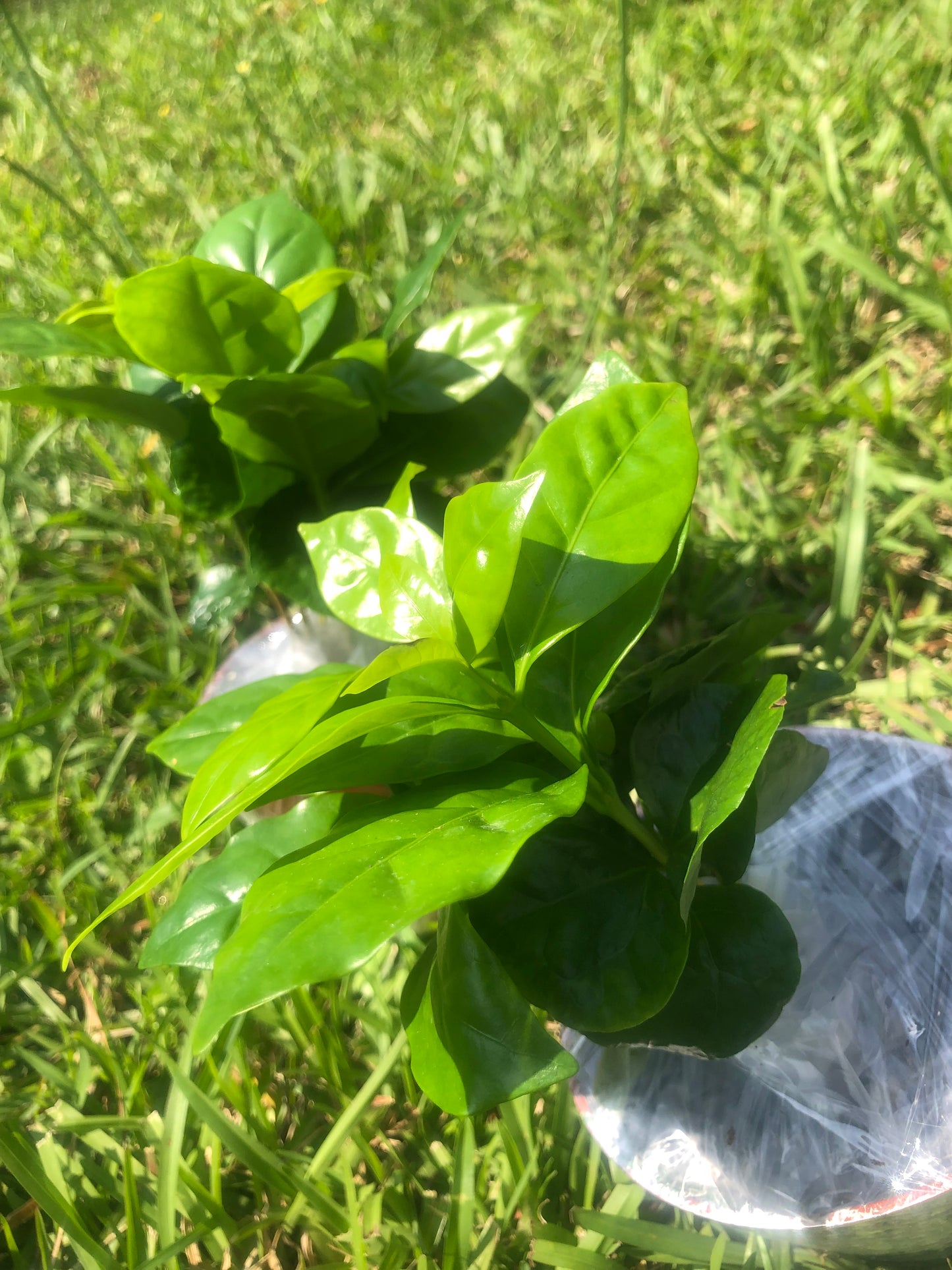 Tropical Coffee tree โ๏ธ๐ณ| Variety: Arabica | Size: 6-12 inch