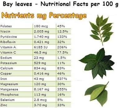 (2 pack) Bay Leaf, Bay Laurel Live Plant. Standard Variety - Laurus Nobilis. Live Plant