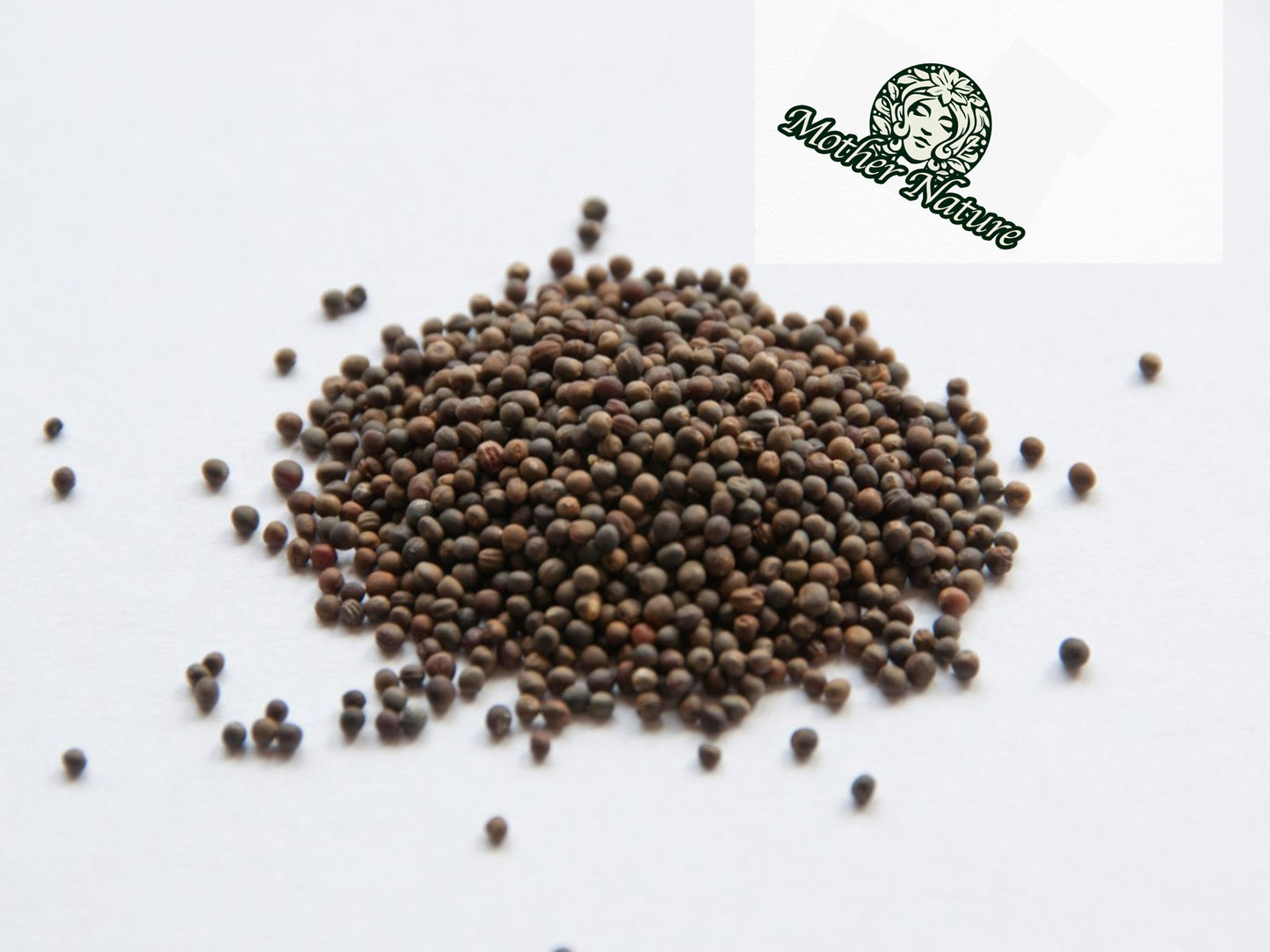 *IN SEASON* Broccoli seeds | Organic & Non-GMO seeds | (1 pack) 365 seeds per pack