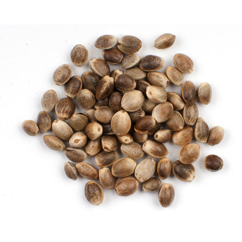 Organic Hemp Seeds | 1 oz | Non-GMO Seeds image 0