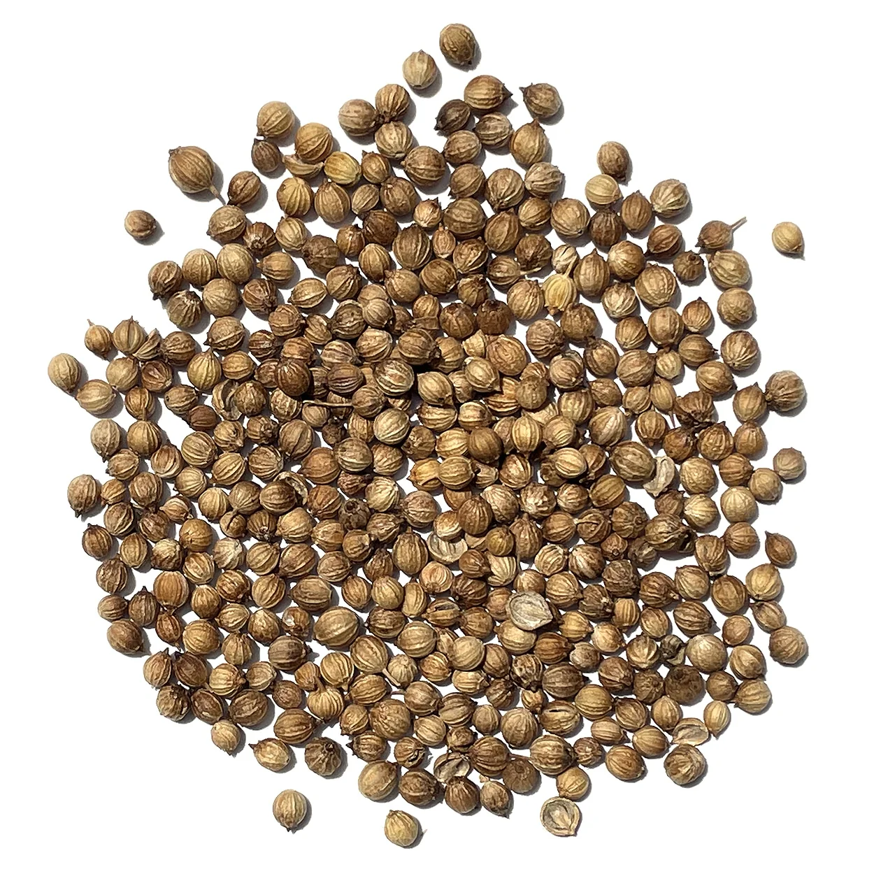 *IN SEASON* Organic cilantro seeds (Pack of 50) | Food grade, Raw, Unprocessed |