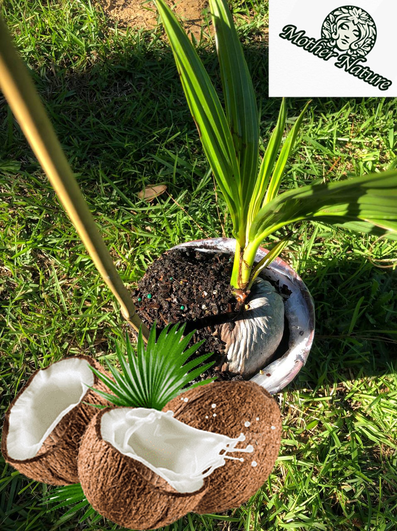 Coconut tree | Size: 1-2 feet | Variety : Dwarf Malayan