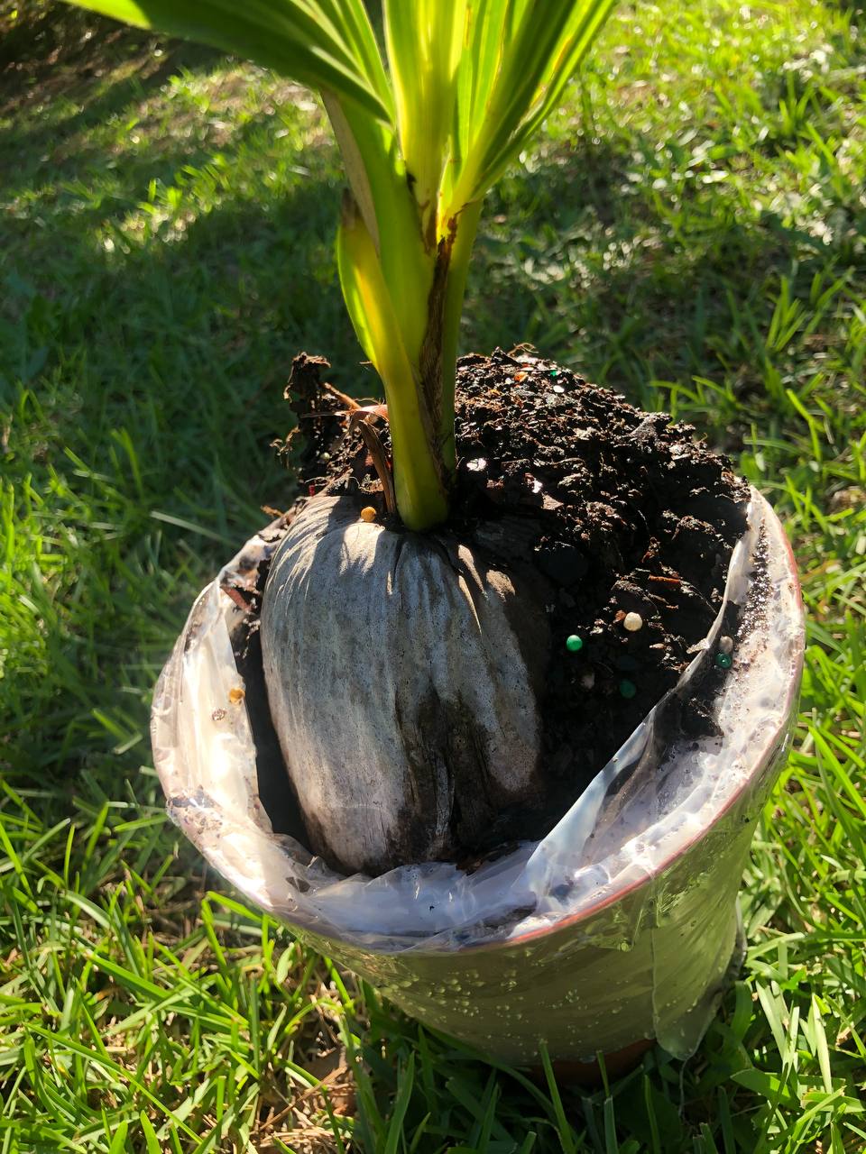 Coconut tree | Size: 1-2 feet | Variety : Dwarf Malayan