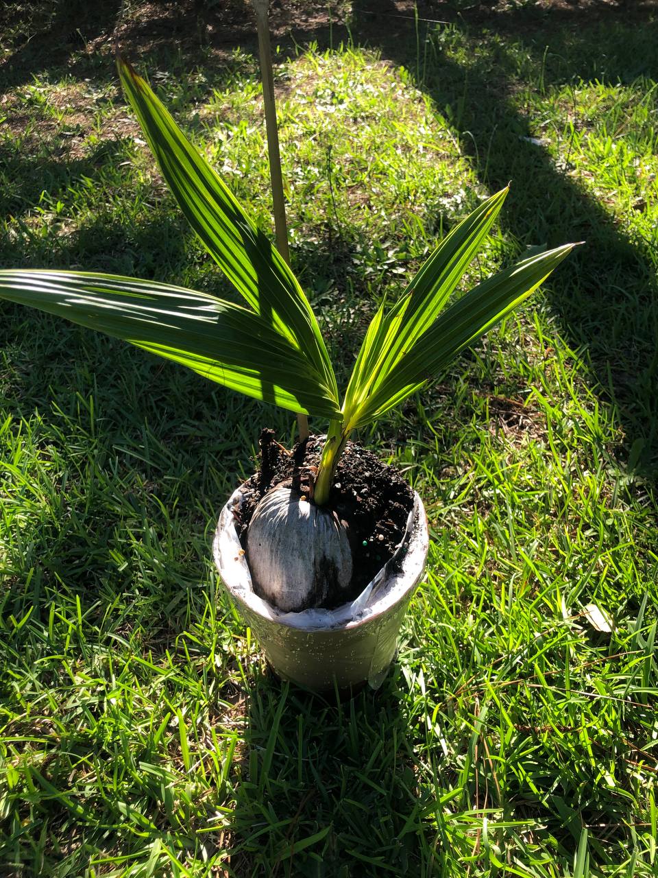 Coconut tree | Size: 1-2 feet | Variety : Dwarf Malayan