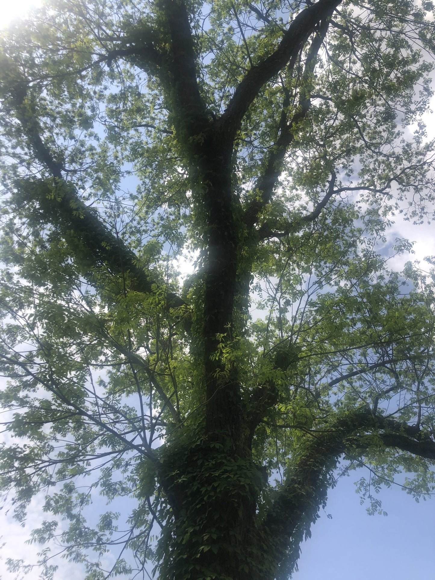 Pecan Tree (1-4inch size) | potted plant | Naturally sprouted pecan tree image 3