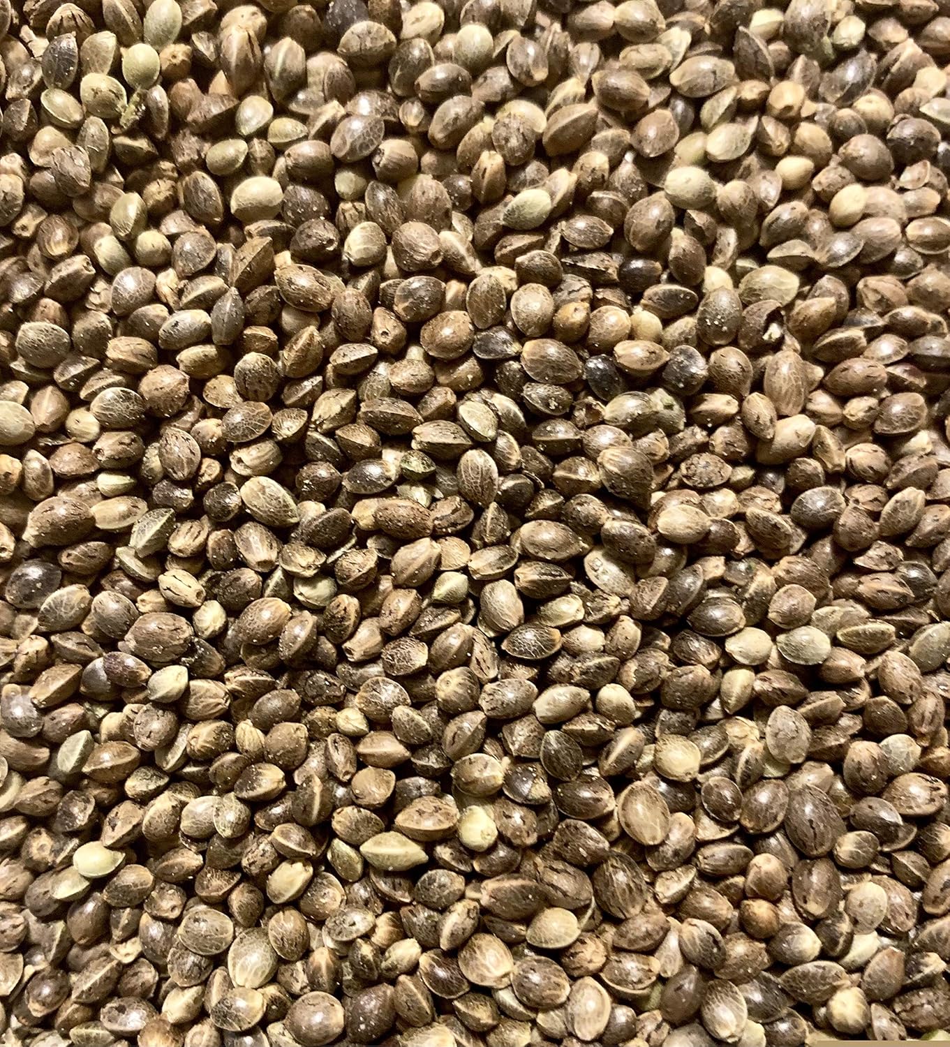 * IN SEASON* Organic Hemp Seeds | 20-30 grams | Food grade Organic Seeds
