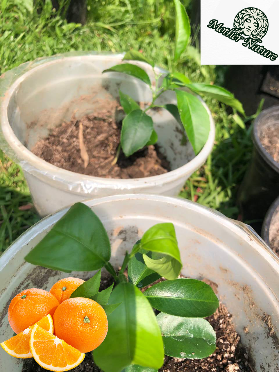 Live Orange tree | 6-12 inch | Variety: Satsuma