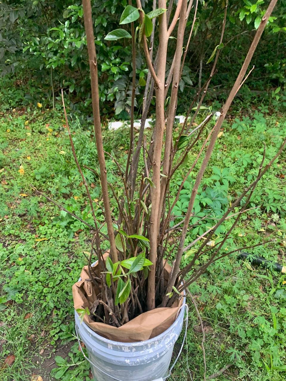 Paw Paw Live Tree 3-5 feet | bare-rooted | Asimina triloba – Mother Nature