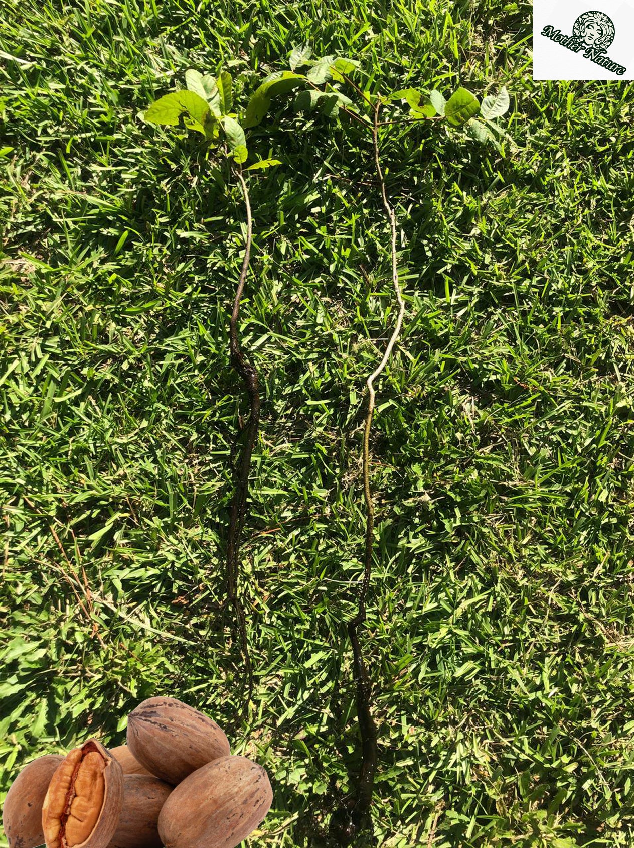 Organic Pecan Tree 12-36 inch | year 2 potted plant | Naturally sprouted pecan tree
