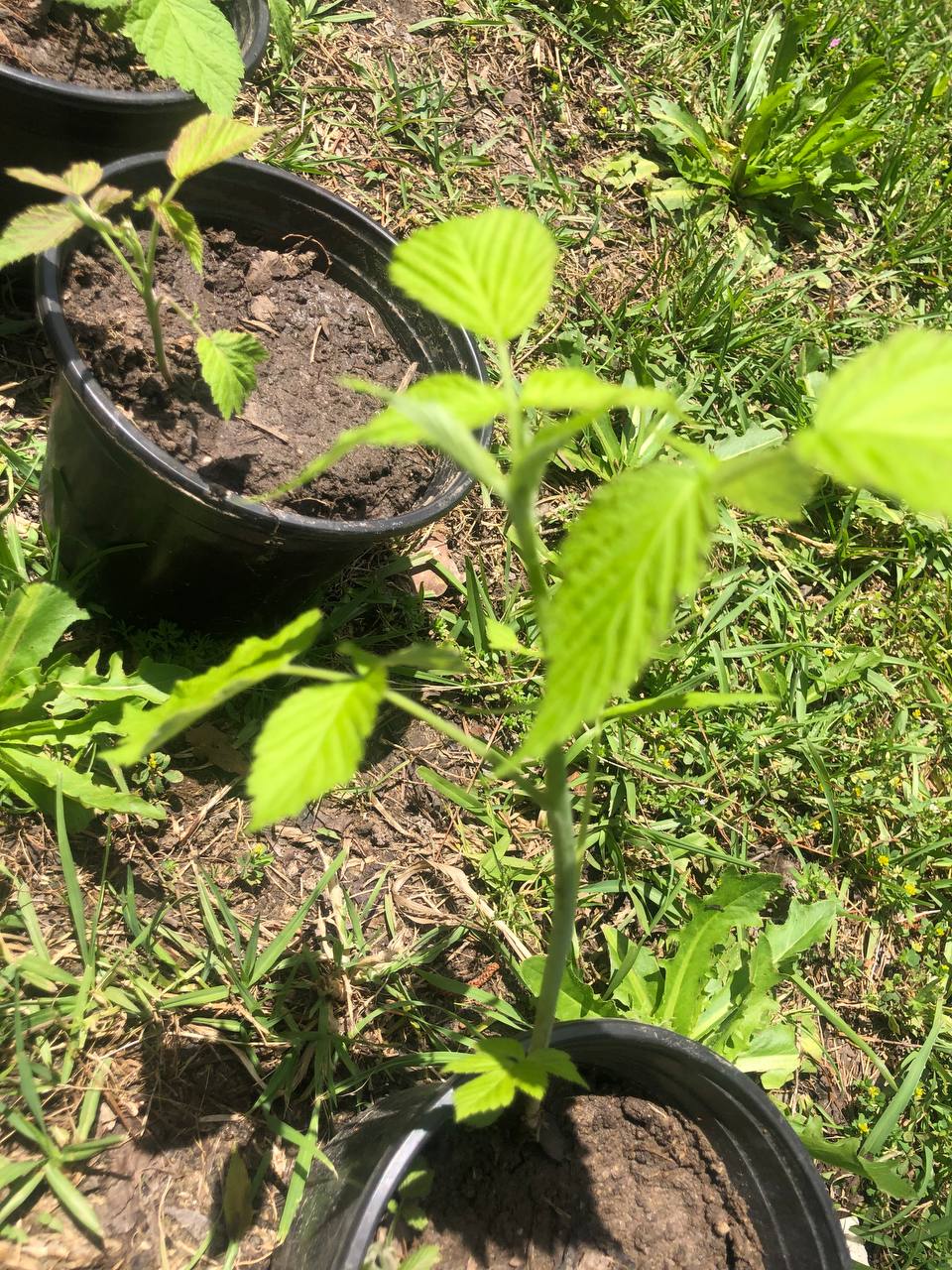 Live Raspberry bush tree | 6-12 inch | variety: Joan J