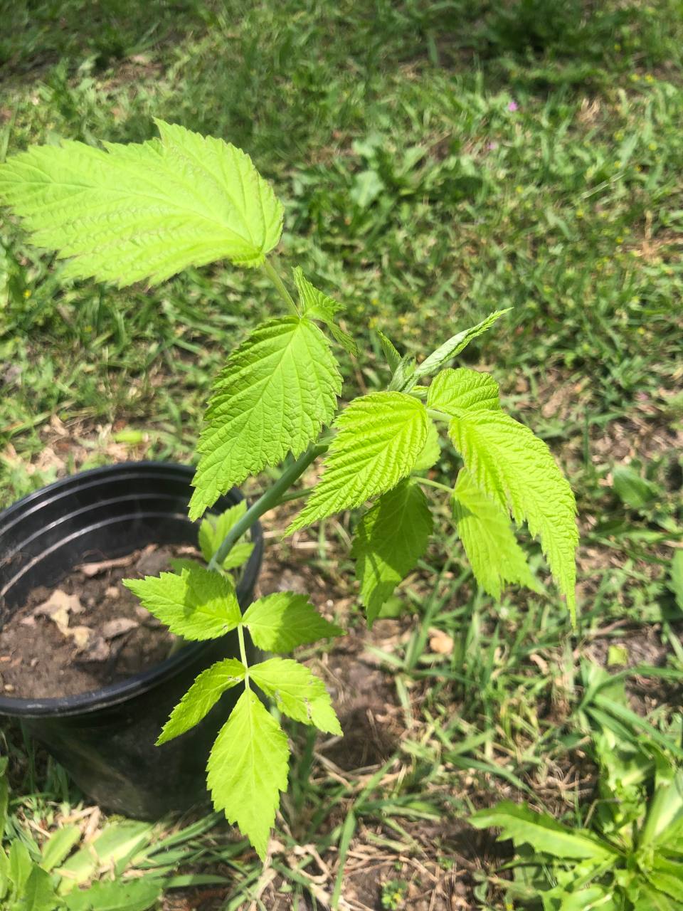Live Raspberry bush tree | 6-12 inch | variety: Joan J
