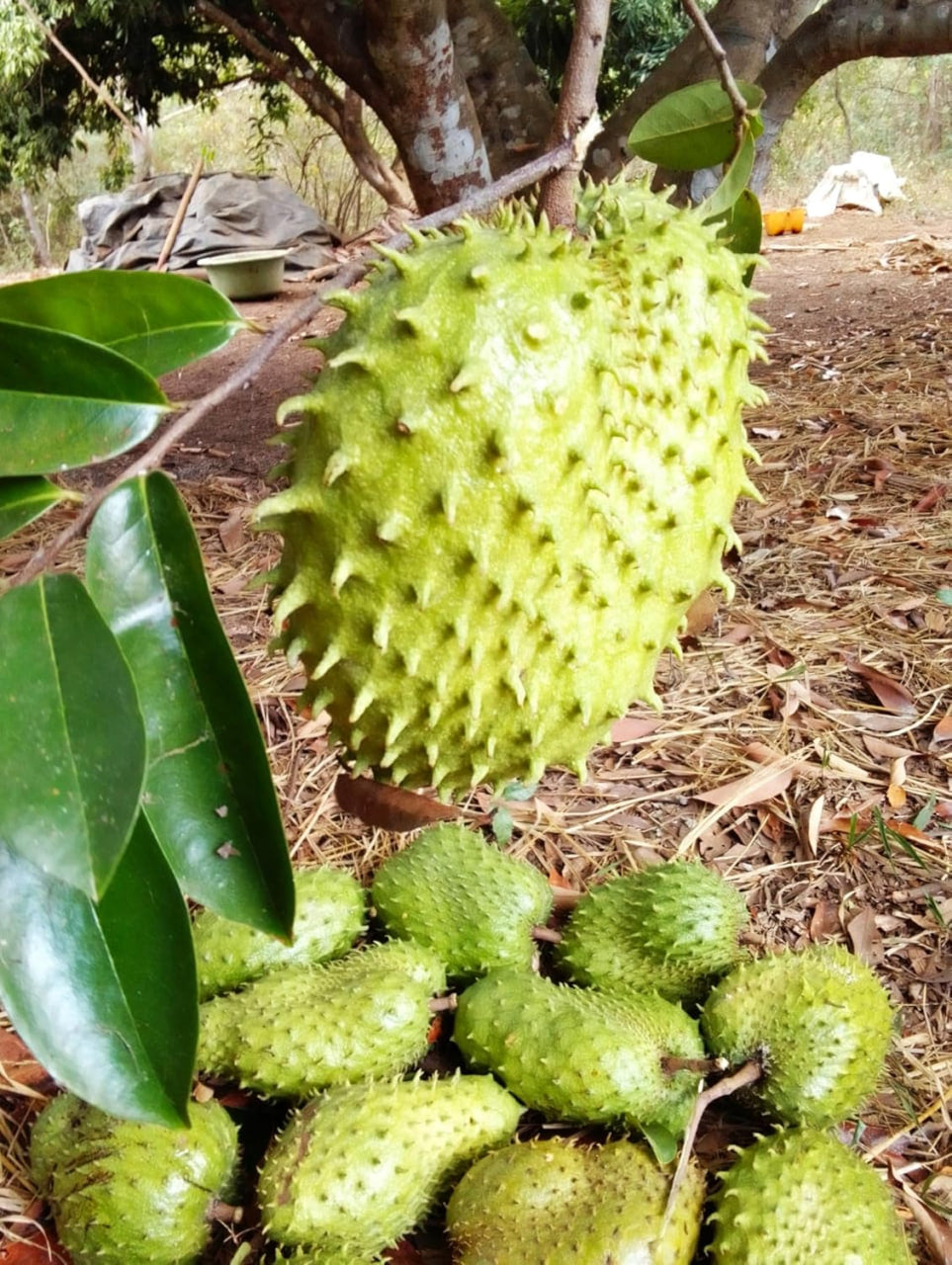 Soursop Tree Seeds - 20 Count - for 2025 Planting Guanabana Tropical Fruit Tree