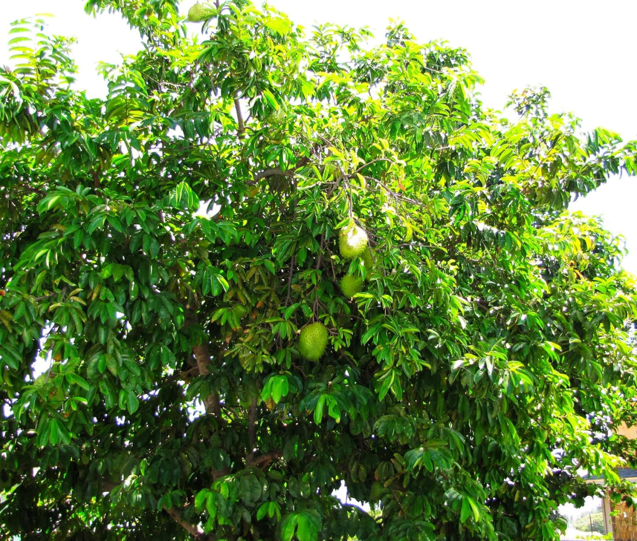 Soursop Tree Seeds - 20 Count - for 2025 Planting Guanabana Tropical Fruit Tree