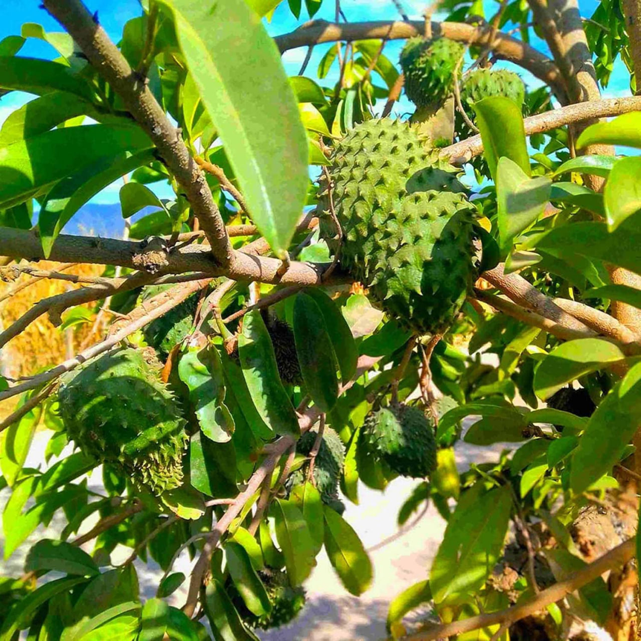 Soursop Tree Seeds - 20 Count - for 2025 Planting Guanabana Tropical Fruit Tree