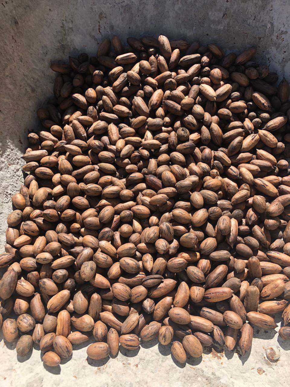 5 Organic Pecan Trees 6-16 inch | potted plant | Naturally sprouted pecan tree