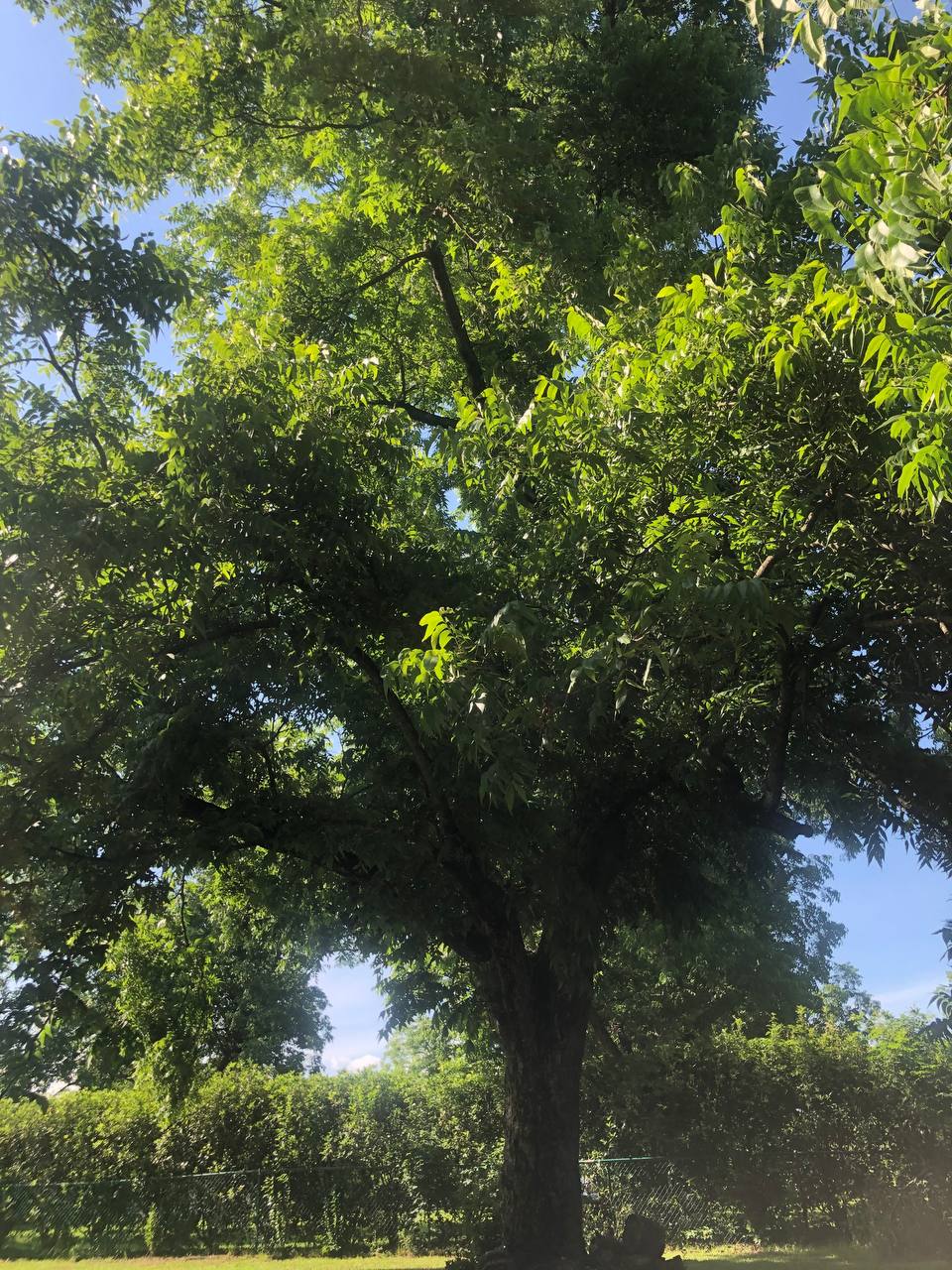 5 Organic Pecan Trees 6-16 inch | potted plant | Naturally sprouted pecan tree