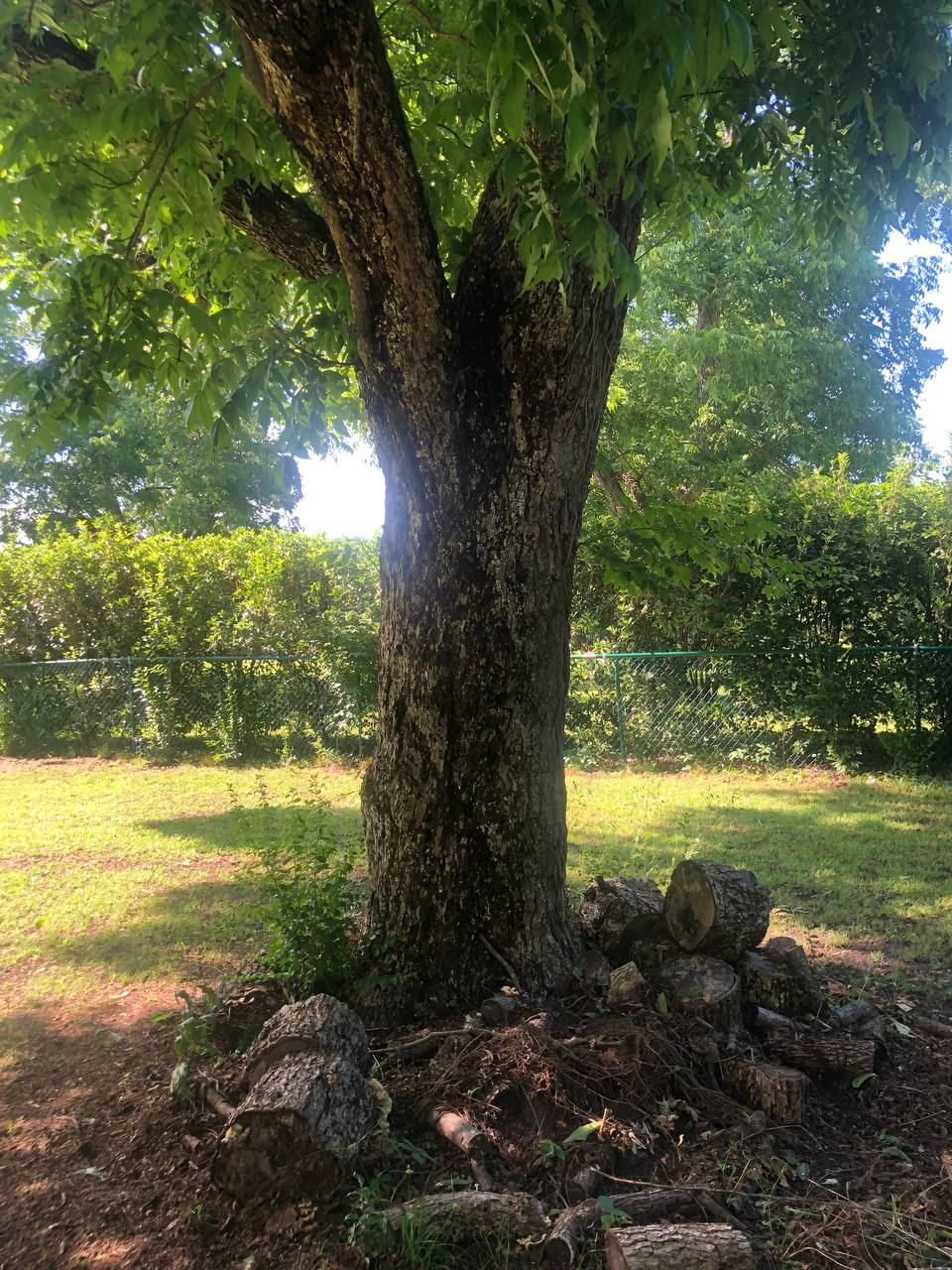 5 Organic Pecan Trees 6-16 inch | potted plant | Naturally sprouted pecan tree
