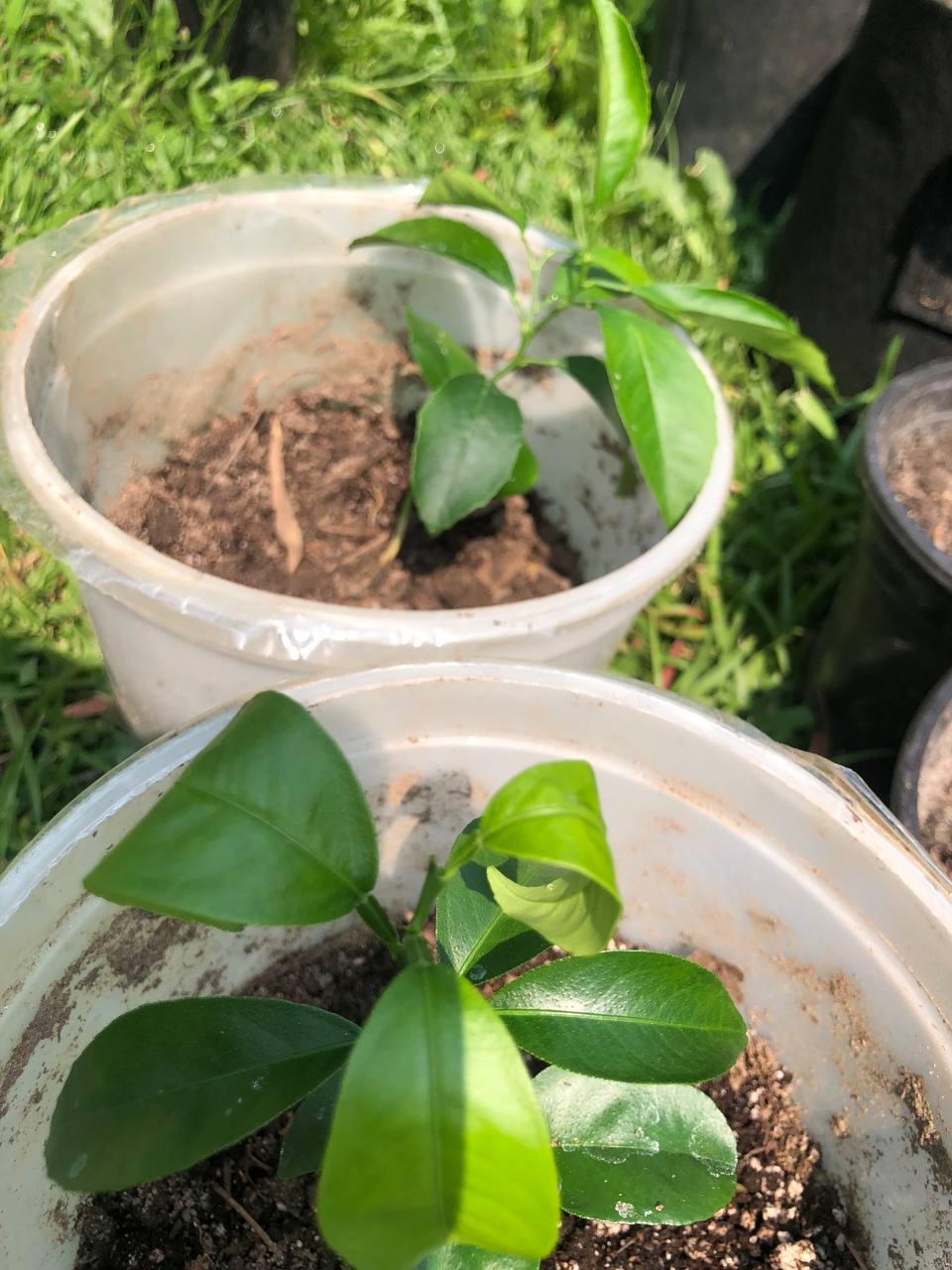 Live Orange tree | 6-12 inch | Variety: Satsuma
