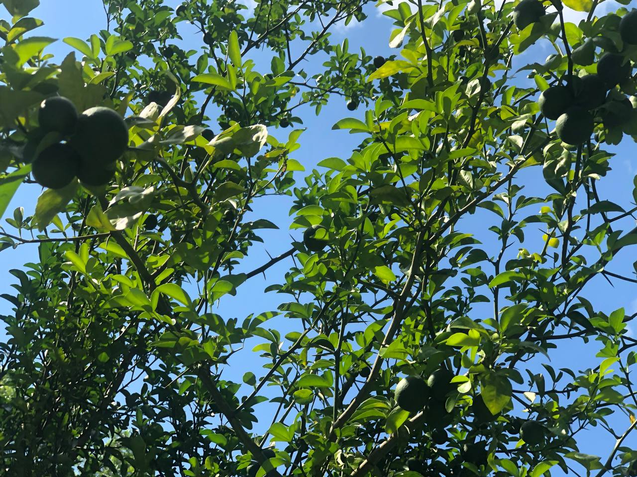 Live Orange tree | 6-12 inch | Variety: Satsuma