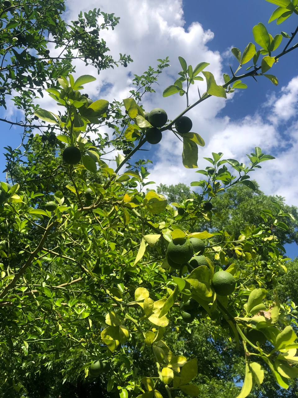 Live Orange tree | 6-12 inch | Variety: Satsuma
