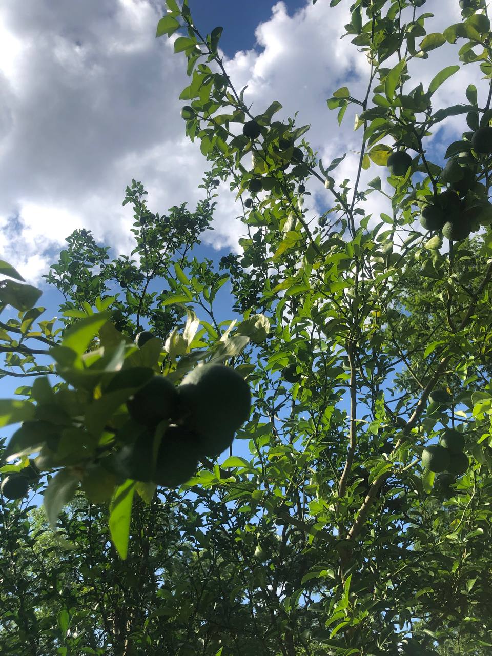 Live Orange tree | 6-12 inch | Variety: Satsuma