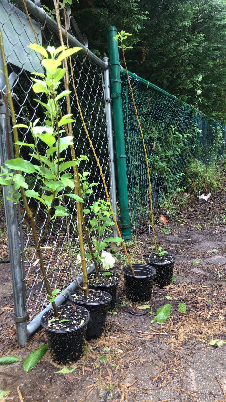 Live green apple tree | 2-5 feet | variety: Granny Smith