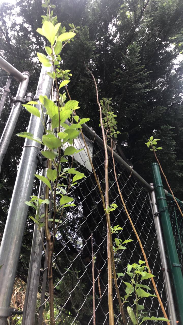Live green apple tree | 2-5 feet | variety: Granny Smith