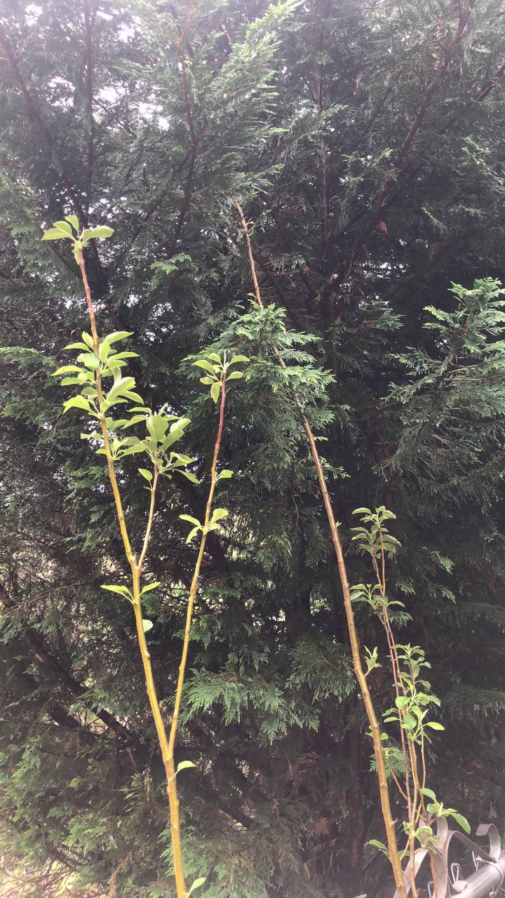 Live green apple tree | 2-5 feet | variety: Granny Smith