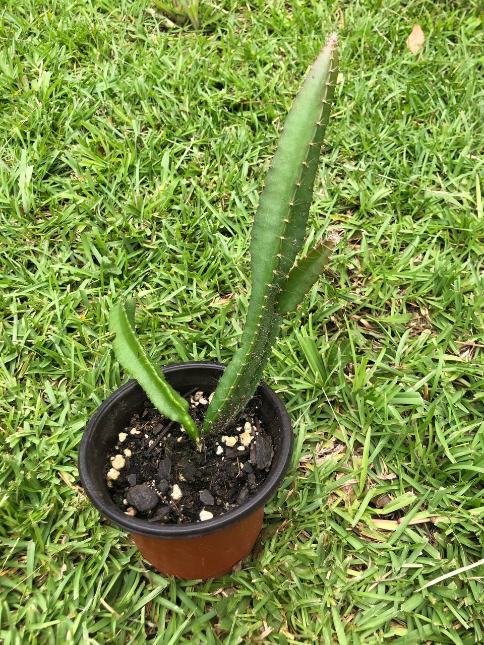Tropical yellow dragon fruit cactus | Size: 6-12 inch | Variety :Yellow dragon