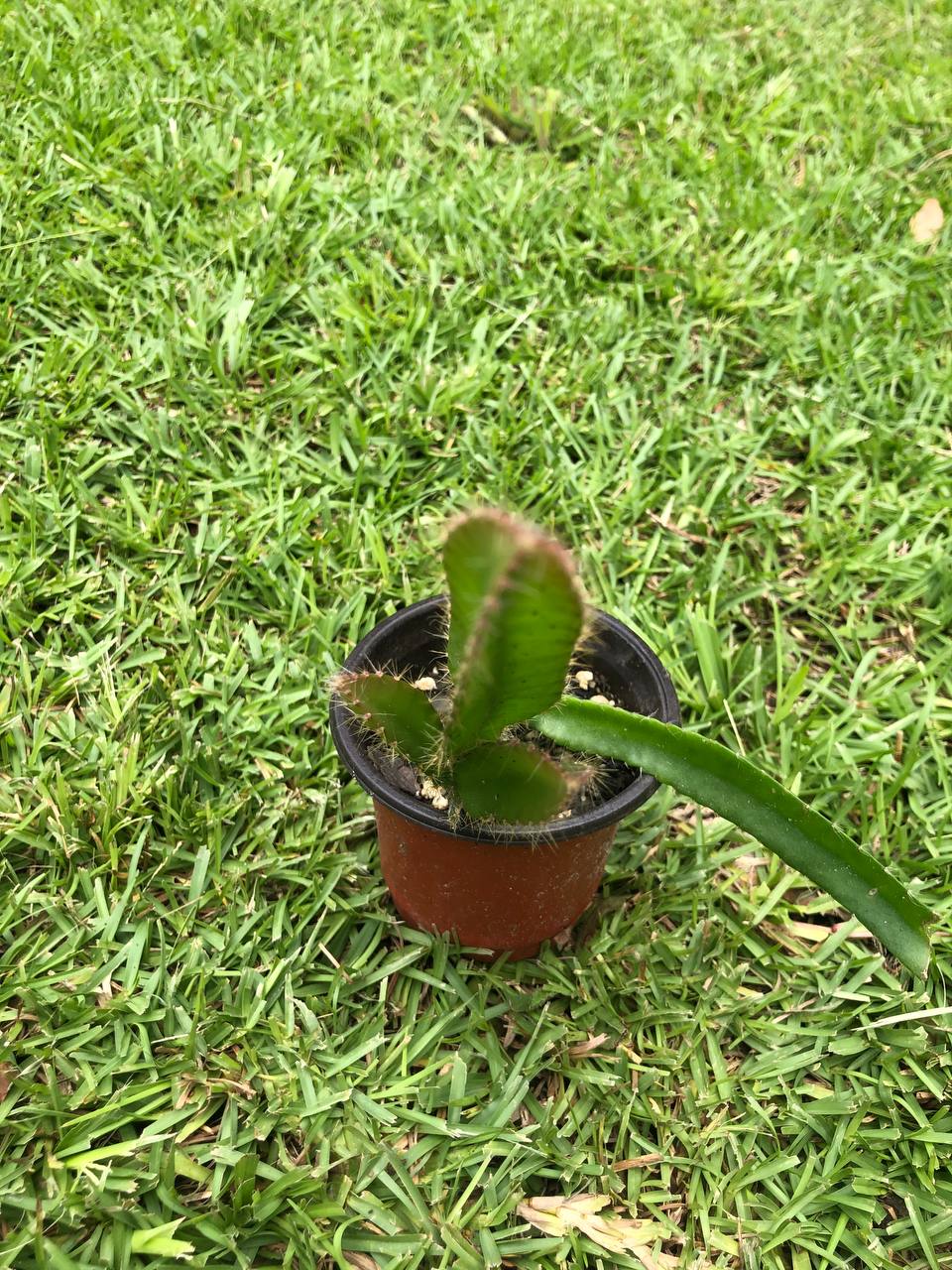 Tropical yellow dragon fruit cactus | Size: 6-12 inch | Variety :Yellow dragon