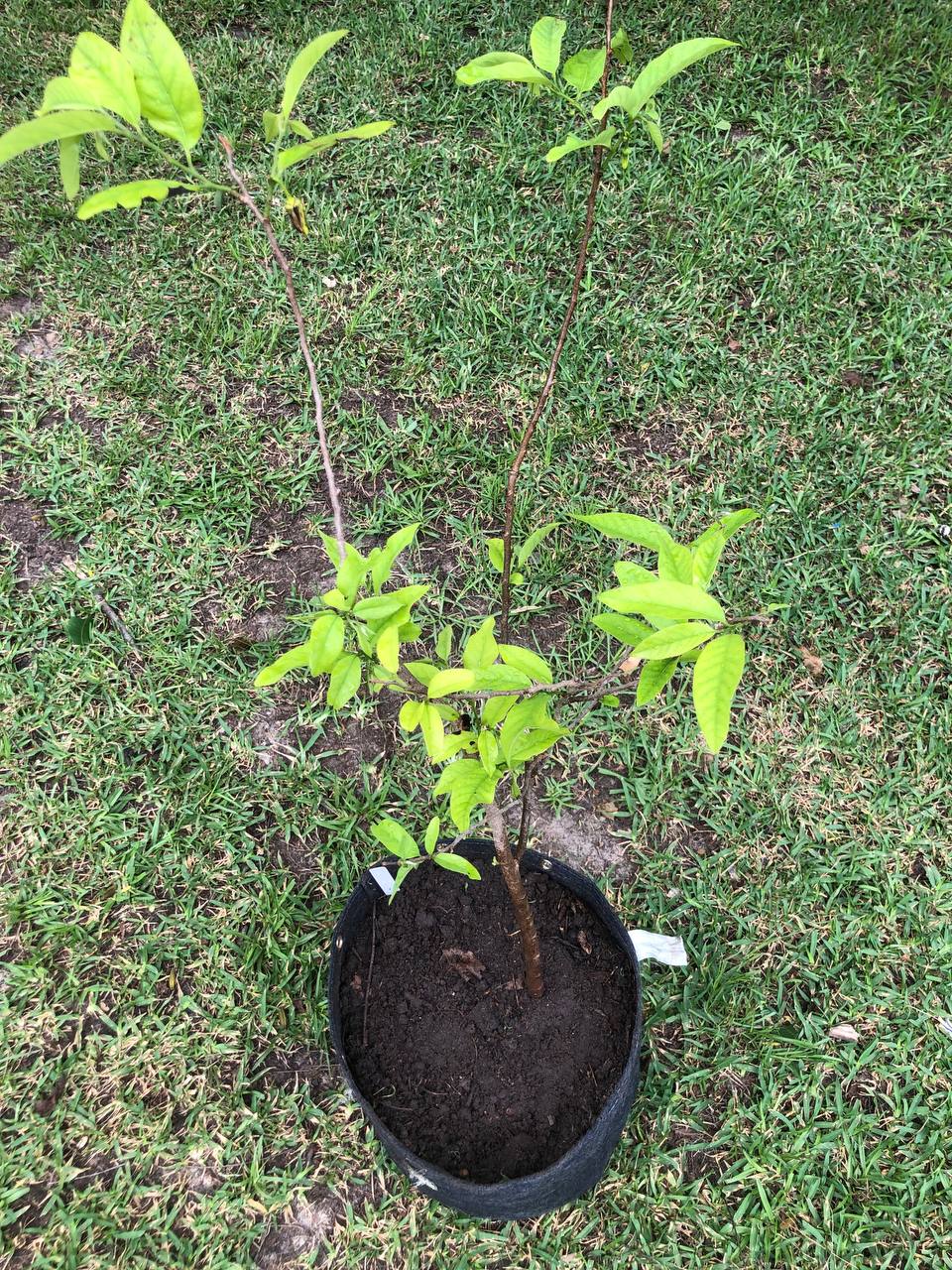 Sugar Apple Tree Live Plant 1-2 feet | 5-10 gallon potted plant | Annona Squamosa