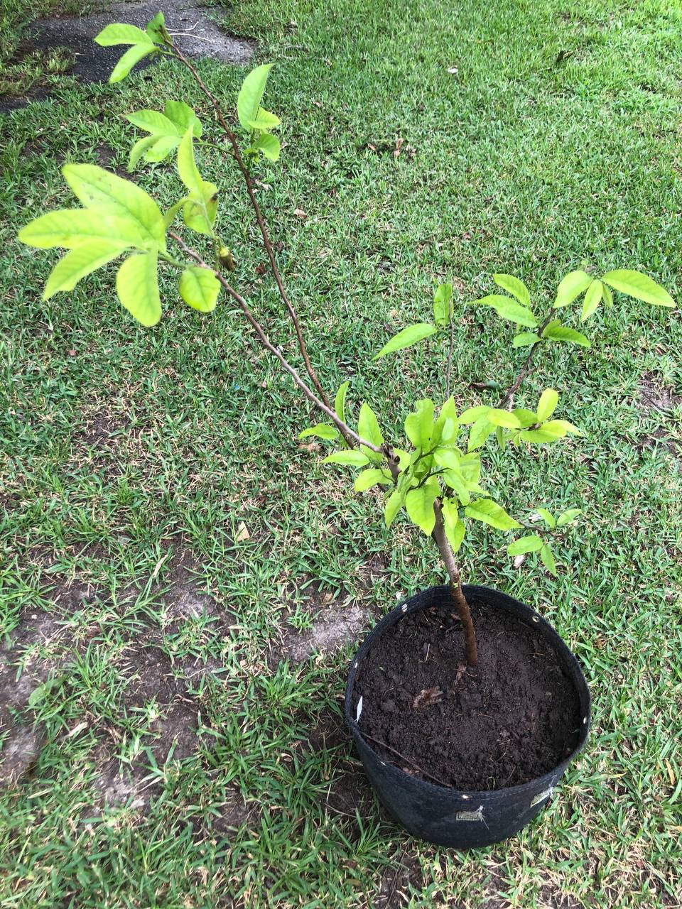 Sugar Apple Tree Live Plant 1-2 feet | 5-10 gallon potted plant | Annona Squamosa