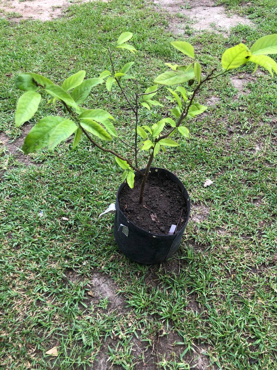 Sugar Apple Tree Live Plant 1-2 feet | 5-10 gallon potted plant | Annona Squamosa