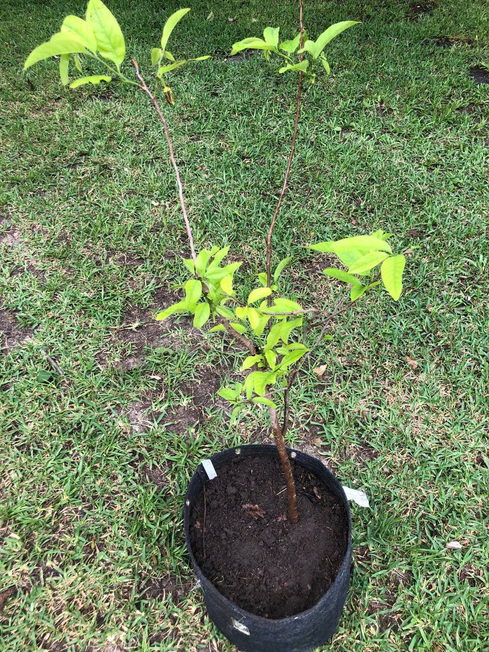 Sugar Apple Tree Live Plant 1-2 feet | 5-10 gallon potted plant | Annona Squamosa