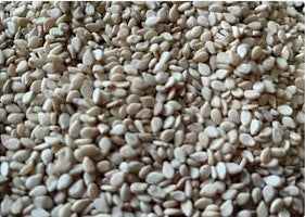 Organic pear seeds (Pack of 40)