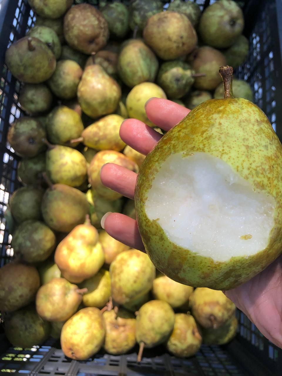 *IN SEASON* Organic Pears | 1 pound | Thermal package protected | 3 FREE PEARS EACH ORDER