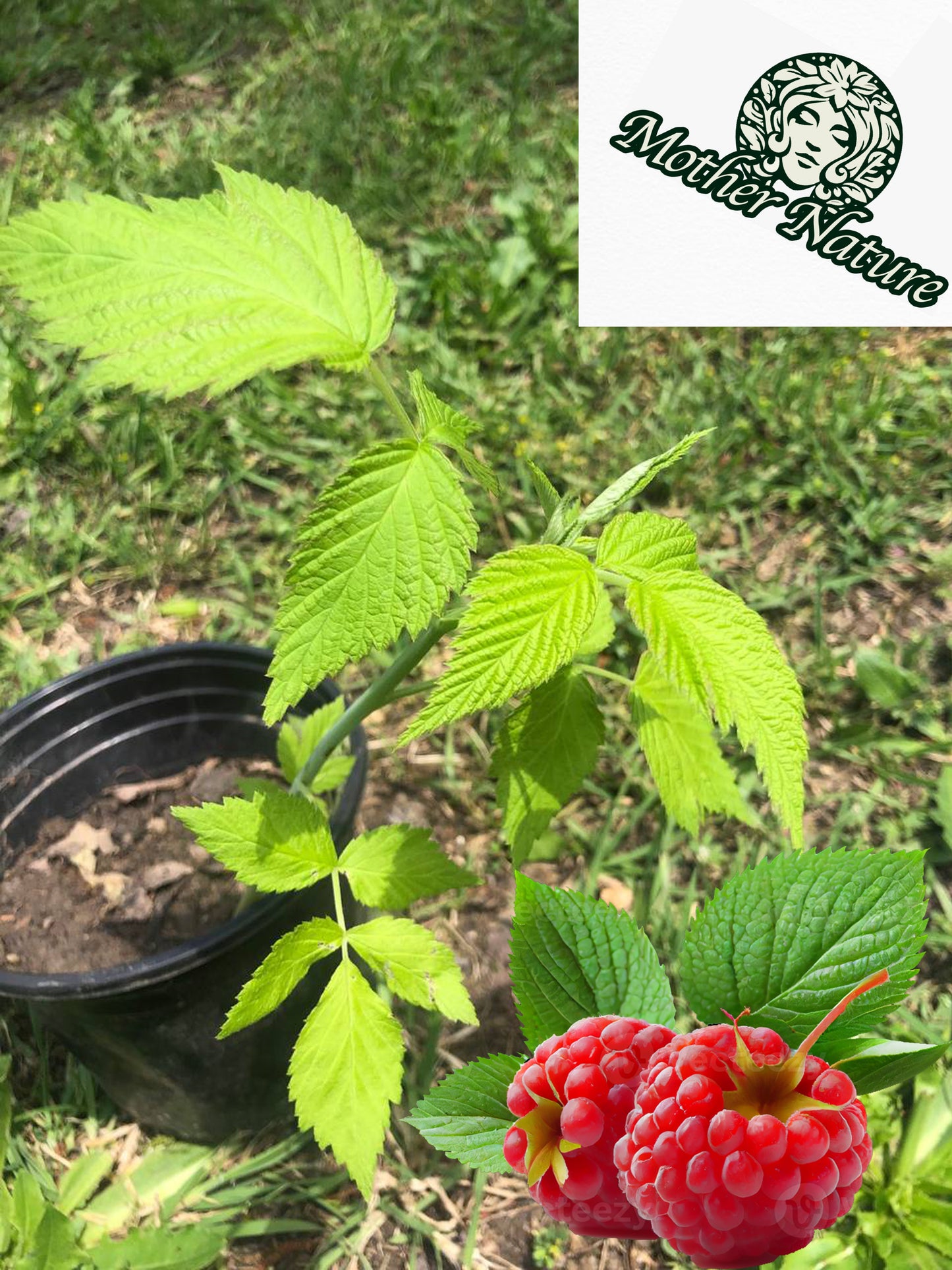 Live Raspberry bush tree | 6-12 inch | variety: Joan J