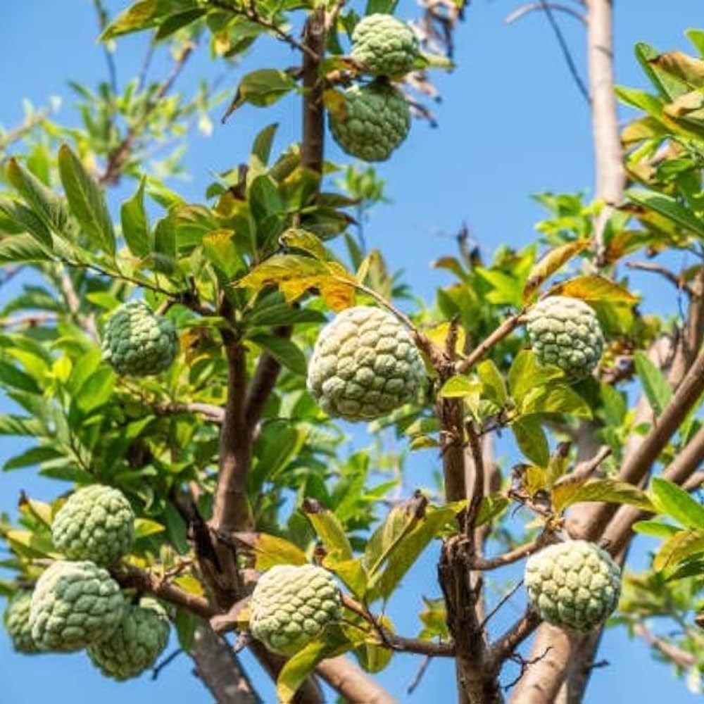 *IN SEASON* Organic Sugar-apples (Sweet-sop)| 1 pound | Thermal package protected