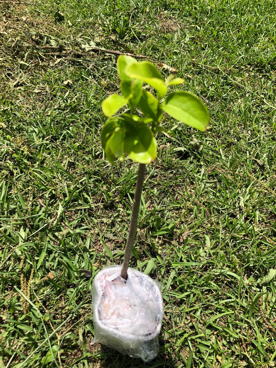 Tropical Soursop Tree , Live Annona Muricata Soursop Plant Live - 5 to 9 Inch Tall - Outdoors - Zone 9 to 12
