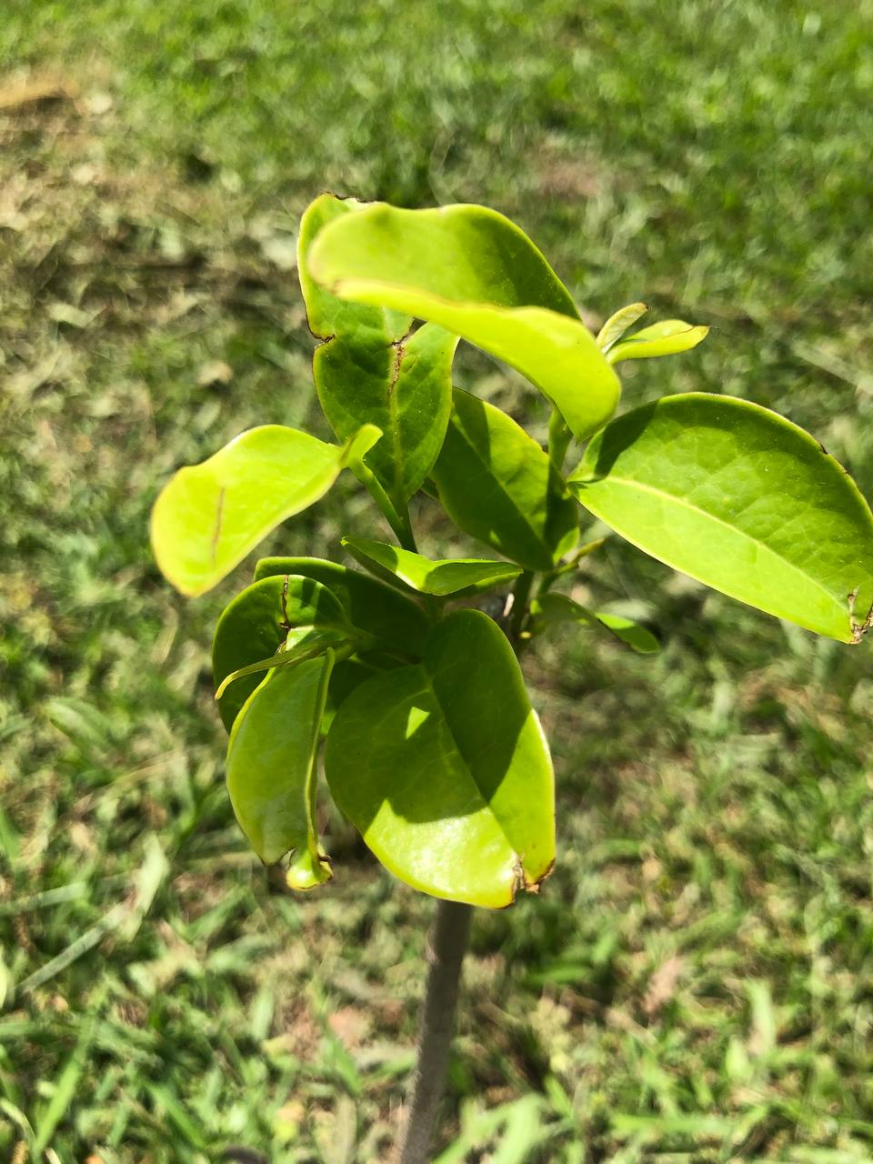 Tropical Soursop Tree , Live Annona Muricata Soursop Plant Live - 5 to 9 Inch Tall - Outdoors - Zone 9 to 12