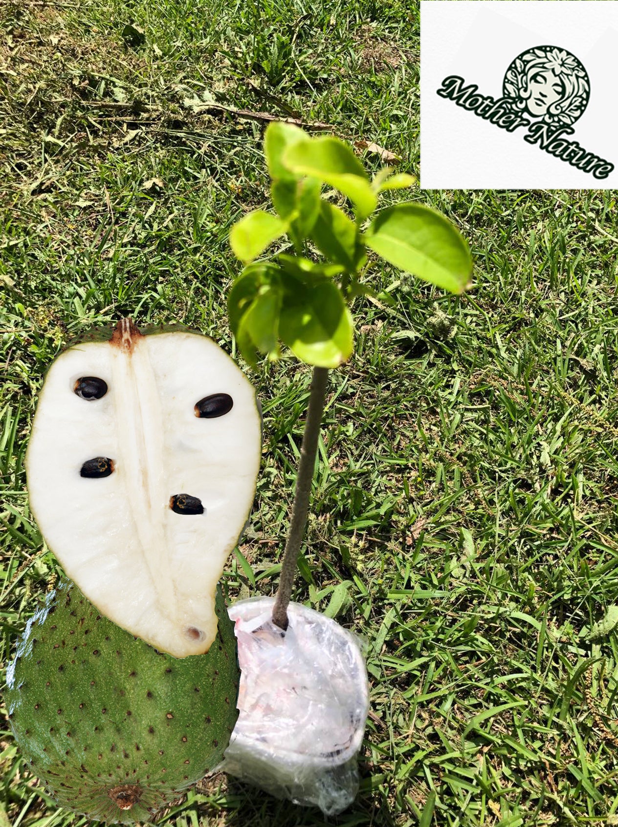 Tropical Soursop Tree , Live Annona Muricata Soursop Plant Live - 5 to 9 Inch Tall - Outdoors - Zone 9 to 12